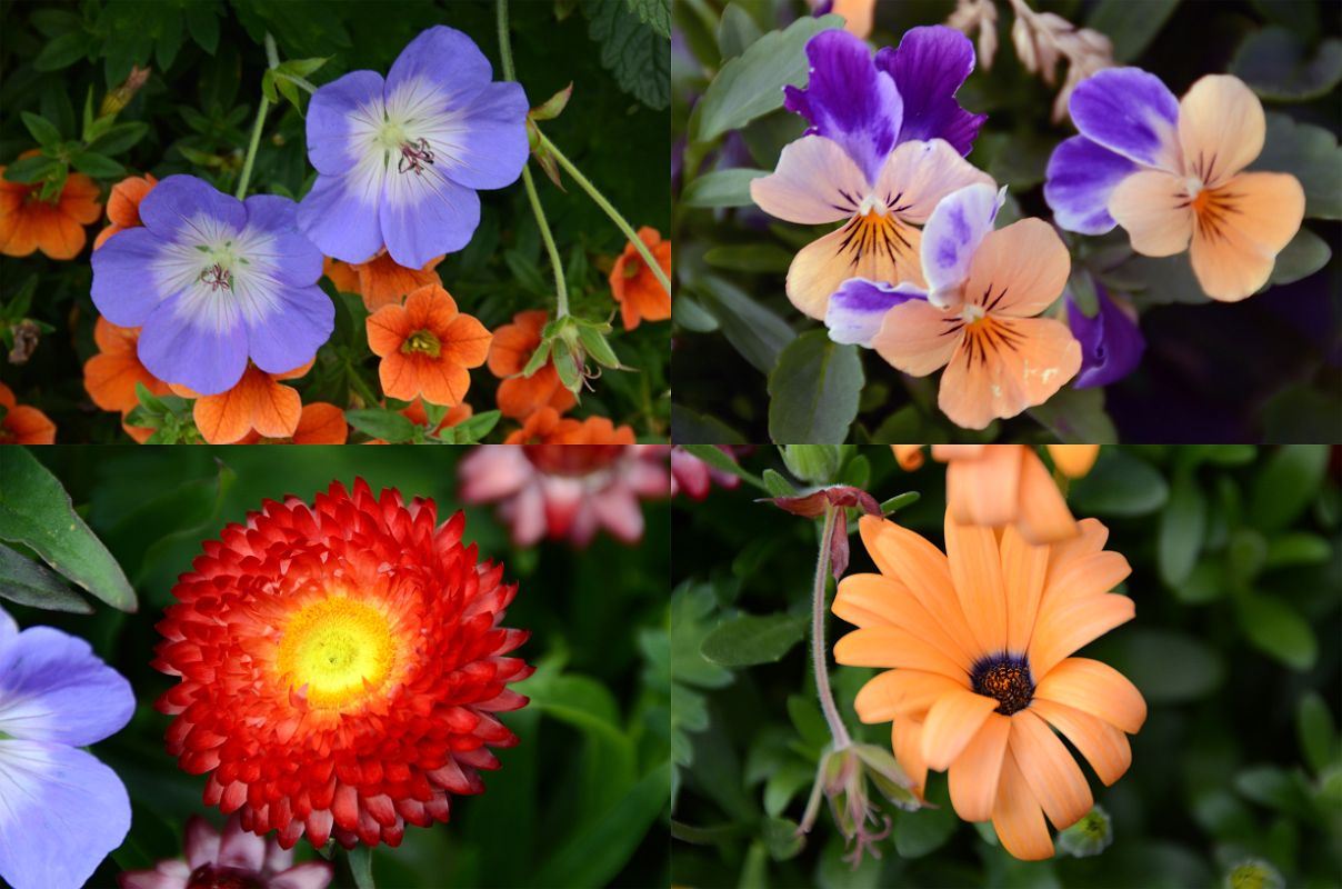 43 Colourful Flowers In Flower Garden At Chateau Lake Louise Lakeside